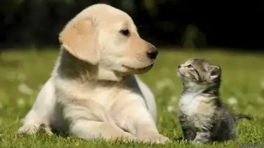 Ohio | Ley Goddard actualiza sus normas para proteger animales Ohio | Ley Goddard actualiza sus normas para proteger animales