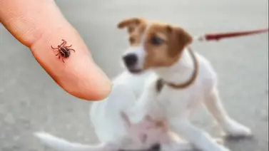 Protege tus mascotas de las garrapatas sin usar químicos Protege tus mascotas de las garrapatas sin usar químicos
