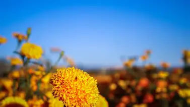 Sepa cómo se cultiva la flor conocida por adornar altares por el Día de Muertos Sepa cómo se cultiva la flor conocida por adornar altares por el Día de Muertos
