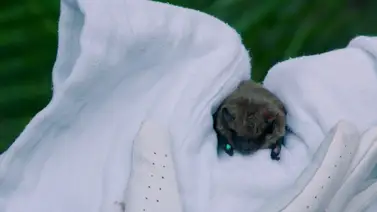 California | Alerta tras hallazgo de murciélago infectado con rabia California | Alerta tras hallazgo de murciélago infectado con rabia