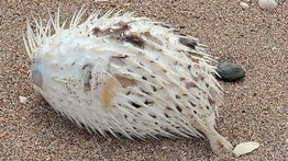 Hallan a múltiples peces globo muertos en una playa de Lechería (+Video)