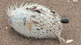 Hallan a múltiples peces globo muertos en una playa de Lechería (+Video)
