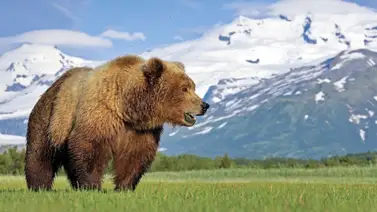 EEUU| Osos pardos matan a cazador en una isla de Alaska EEUU| Osos pardos matan a cazador en una isla de Alaska