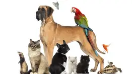 No son Mascotas: estos son los animales que no son domésticos