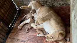 Ya puedes conocer en el zoológico a los leoncitos nacidos en Mérida; aquí las primeras imágenes