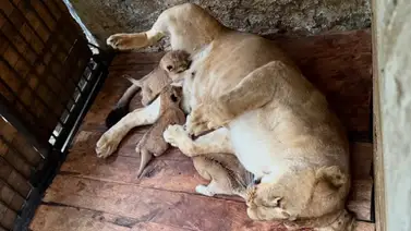 Ya puedes conocer en el zoológico a los leoncitos nacidos en Mérida; aquí las primeras imágenes Ya puedes conocer en el zoológico a los leoncitos nacidos en Mérida; aquí las primeras imágenes