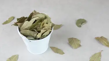 Retrasa el envejecimiento en casa con esta planta rica en aceites esenciales: conoce la cantidad exacta que debes consumir Retrasa el envejecimiento en casa con esta planta rica en aceites esenciales: conoce la cantidad exacta que debes consumir