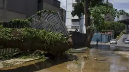 2001online - Venezuela- Tala de árboles