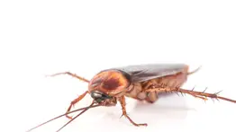 Elimina las cucarachas rápido y sin gastar dinero aplica este truco viral en redes sociales