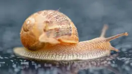 Caracol causa accidente múltiple en Italia: esto ocurrió