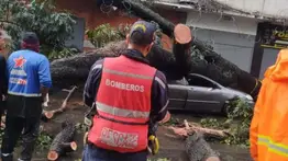 ¡Atentos! Cae árbol de 25 metros por lluvias en Caracas: varios vehículos afectados