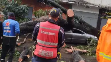 ¡Atentos! Cae árbol de 25 metros por lluvias en Caracas: varios vehículos afectados ¡Atentos! Cae árbol de 25 metros por lluvias en Caracas: varios vehículos afectados