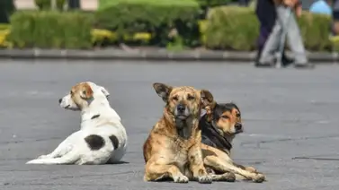 Envenenamiento masivo de mascotas en Lara: ¿cómo actuará la Fiscalía en este caso? Envenenamiento masivo de mascotas en Lara: ¿cómo actuará la Fiscalía en este caso?