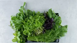 Afamado chef internacional comparte cómo conservar las hierbas frescas por más tiempo: ahorra tiempo y dinero