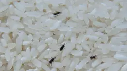 No lo consuma: ordenan retiro de este arroz por grave riesgo de contaminación con piedras y parásitos