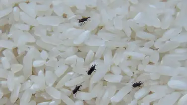 No lo consuma: ordenan retiro de este arroz por grave riesgo de contaminación con piedras y parásitos No lo consuma: ordenan retiro de este arroz por grave riesgo de contaminación con piedras y parásitos