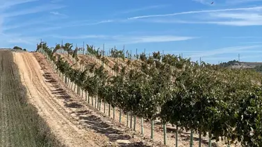 El venezolano que volvió a la tierra en Ribera del Duero El venezolano que volvió a la tierra en Ribera del Duero