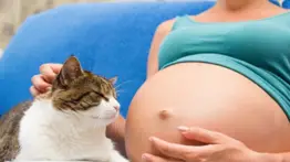 Toxoplasmosis: conoce cómo puede afectar a mujeres embarazadas y personas inmunodeprimidas