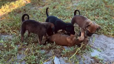 Gran jornada de adopción de perritos en el CCCT: desde el 31 de octubre al 2 de noviembre Gran jornada de adopción de perritos en el CCCT: desde el 31 de octubre al 2 de noviembre
