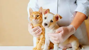 Jornada de Misión Nevado ofrece atención veterinaria gratuita este domingo: ubicación y horario Jornada de Misión Nevado ofrece atención veterinaria gratuita este domingo: ubicación y horario
