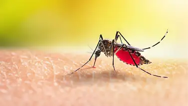 Florida registra el mayor brote de dengue registrado en 86 años: Tampa es el principal foco Florida registra el mayor brote de dengue registrado en 86 años: Tampa es el principal foco