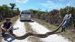 Pagan hasta 30 dólares por hora por retirar pitones en los Everglades