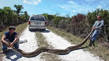 Pagan hasta 30 dólares por hora por retirar pitones en los Everglades Pagan hasta 30 dólares por hora por retirar pitones en los Everglades