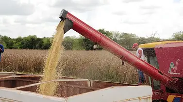 Guárico: 100.000 hectáreas de maíz enfrentan riesgos de cosecha en Zaraza por falta de diésel Guárico: 100.000 hectáreas de maíz enfrentan riesgos de cosecha en Zaraza por falta de diésel