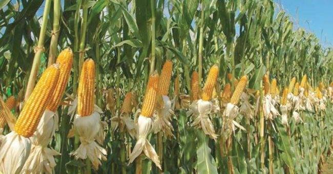 Guárico: 100.000 hectáreas de maíz enfrentan riesgos de cosecha en Zaraza por falta de diésel Guárico: 100.000 hectáreas de maíz enfrentan riesgos de cosecha en Zaraza por falta de diésel