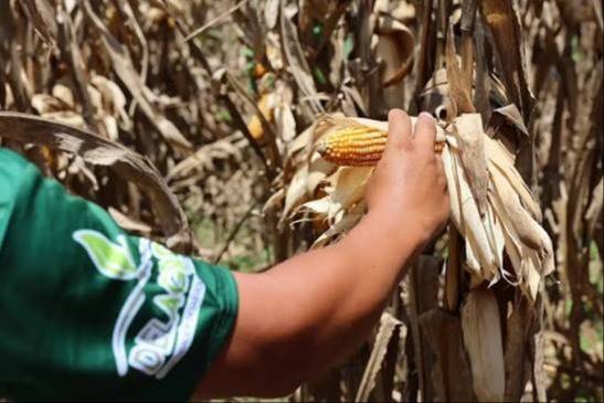 Guárico: 100.000 hectáreas de maíz enfrentan riesgos de cosecha en Zaraza por falta de diésel 