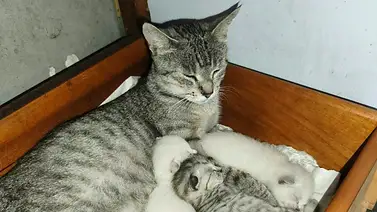 Maracaibo aprueba histórica ordenanza en defensa de los animales: esto establece Maracaibo aprueba histórica ordenanza en defensa de los animales: esto establece