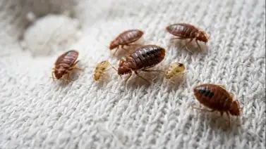 Hierbas aromáticas que frenan el avance de chinches en la cama: protección natural para el descanso Hierbas aromáticas que frenan el avance de chinches en la cama: protección natural para el descanso