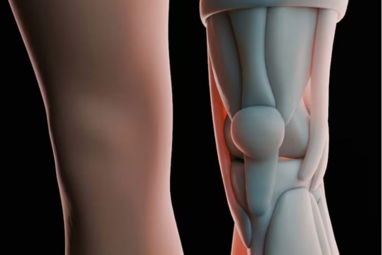 Hallan tratamiento innovador para las rodillas: científicos logran regenerar el cartílago y frenar la osteoartritis