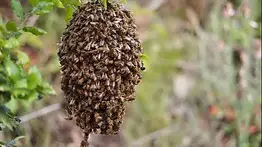 Sexagenario muere tras ser atacado por un enjambre de abejas en Monagas: esto se sabe