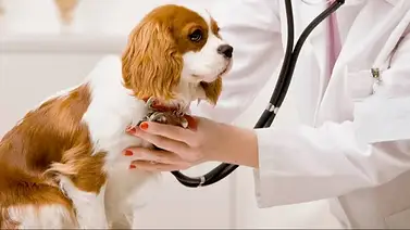 Misión Nevado realiza jornada veterinaria gratuita este 25 de octubre: ubicación y horario Misión Nevado realiza jornada veterinaria gratuita este 25 de octubre: ubicación y horario