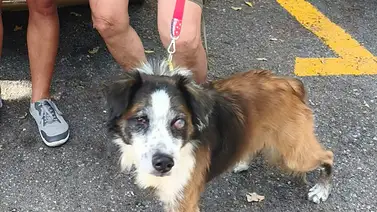 Protesta este 24 de octubre en Plaza La Candelaria por extraña muerte de un perro adoptado: detalles Protesta este 24 de octubre en Plaza La Candelaria por extraña muerte de un perro adoptado: detalles