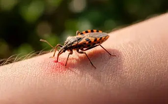 Alertan sobre el incremento de casos de mal de Chagas por consumo de jugos artesanales