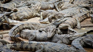 Buscan 73 caimanes que se escaparon de una finca tras intensas lluvias