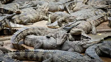 Buscan 73 caimanes que se escaparon de una finca tras intensas lluvias Buscan 73 caimanes que se escaparon de una finca tras intensas lluvias