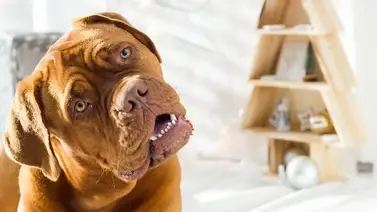 ¿Por qué inclinan la cabeza los perros? He aquí las razones ¿Por qué inclinan la cabeza los perros? He aquí las razones