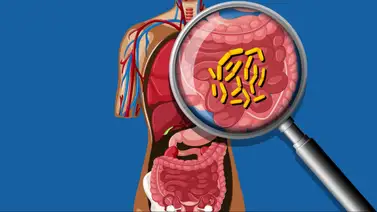 Te contamos qué es la microbiota y qué función cumple en nuestro organismo Te contamos qué es la microbiota y qué función cumple en nuestro organismo