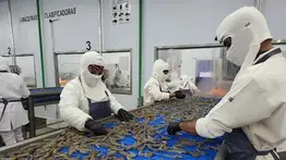 ¿Cuánto podría aumentar la producción de camarones en Venezuela?