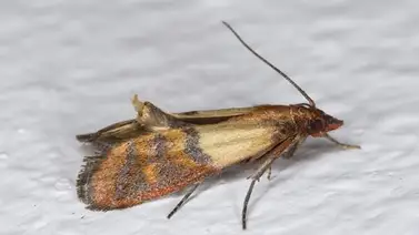 Trucos para evitar que las pollitas entren en tu casa sin tener que matarlas Trucos para evitar que las pollitas entren en tu casa sin tener que matarlas