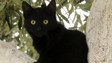 Veterano entregó sus cien gatos por esta razón