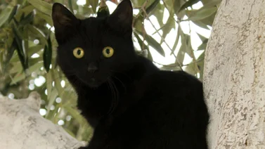 Veterano entregó sus cien gatos por esta razón