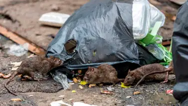 epidemia de ratas nueva york basura epidemia de ratas nueva york basura