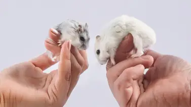 Aprende a reconocer si un hámster es macho o hembra ¡Muy sencillo! Aprende a reconocer si un hámster es macho o hembra ¡Muy sencillo!