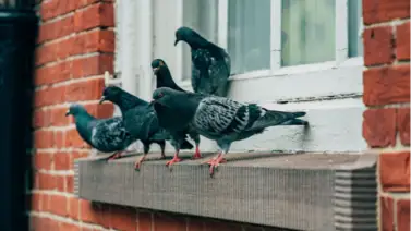 Trucos para espantar las palomas que se posan en las ventanas de casa Trucos para espantar las palomas que se posan en las ventanas de casa