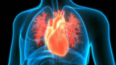 Entérate de cuáles son las bebidas que limpian las arterias y cuidan el corazón Entérate de cuáles son las bebidas que limpian las arterias y cuidan el corazón