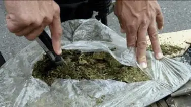 Incautan siete toneladas de marihuana en Colombia Incautan siete toneladas de marihuana en Colombia